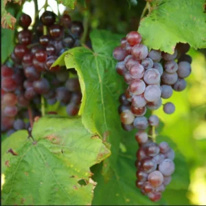 Swenson Red Grape Vine - 2 Bare Root Live Plants - Table & Wine Variety