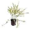 Swift Creek Privet Shrub - 1 Gallon Potted Plant - Evergreen Hedge