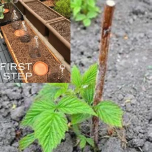 Joan Raspberry Plant Bare Root - Easy Grow Fruit Plant