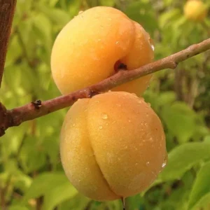 Prunus Mume Bongo Apricot Fruit Tree 2-3 ft Tall Potted