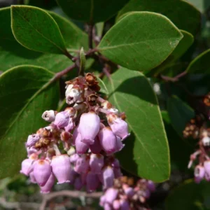 Arctostaphylos Bakeri Louise Edmunds Plant 6