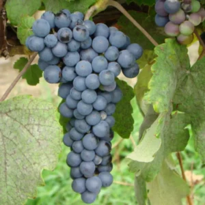 THOMCORD Seedless Grape Vine - Bare Root Live Plant - April Preorder - Table Grape