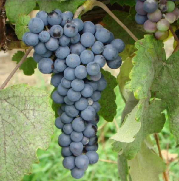 THOMCORD Seedless Grape Vine - Bare Root Live Plant - April Preorder - Table Grape
