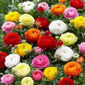 Ranunculus Mixed Shade Flower Bulbs - Jumbo Size, Assorted Colors, Buy 4 Get 1 Free