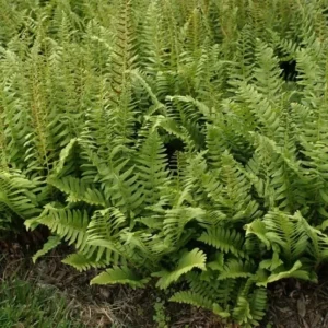 Christmas Fern Rhizomes - 20 Bare Root Polystichum Acrostichoides Fern