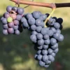 Tempranillo Grape Vine - Bare Root Live Plant - Red Wine Variety - Buy 4 Get 1 Free