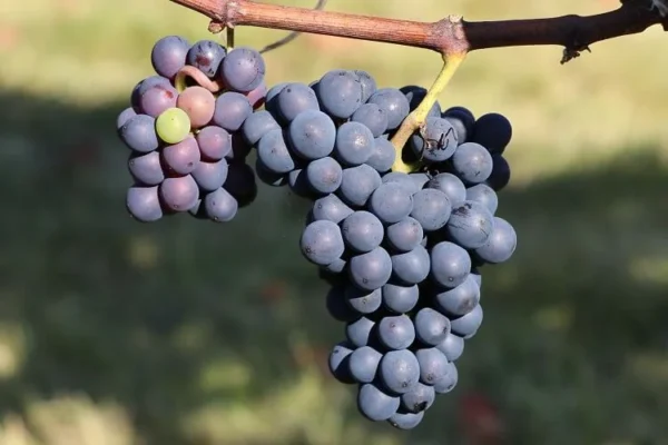 Tempranillo Grape Vine - Bare Root Live Plant - Red Wine Variety - Buy 4 Get 1 Free