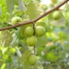 Thailan Green Apple Jujube Plant Tree - 2-3 ft Tall - 3 Gal Pot