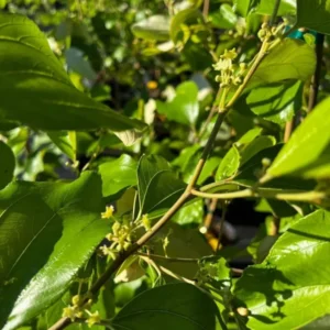 Thailan Green Apple Jujube Plant Tree - 2-3 ft Tall - 3 Gal Pot