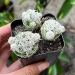 Thimble Cactus Mammillaria Gracilis Fragilis Small Cactus Cluster Indoor Plant 2'' Pot