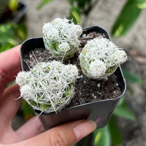 Thimble Cactus Mammillaria Gracilis Fragilis Small Cactus Cluster Indoor Plant 2'' Pot