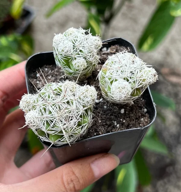 Thimble Cactus Mammillaria Gracilis Fragilis Small Cactus Cluster Indoor Plant 2'' Pot