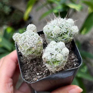 Thimble Cactus Mammillaria Gracilis Fragilis Small Cactus Cluster Indoor Plant 2'' Pot