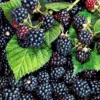 Thornless Black Raspberry Plants - 2 Tahi Raspberry Plugs for Easy Growing