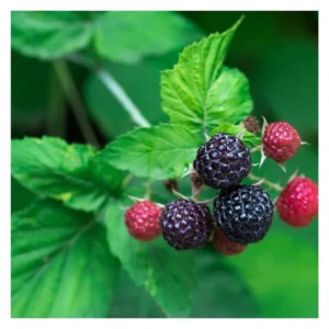 Thornless Black Raspberry Plants - 2 Tahi Raspberry Plugs for Easy Growing