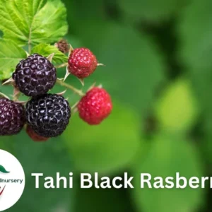 Thornless Black Raspberry Plants - 2 Tahi Raspberry Plugs for Easy Growing
