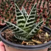 Tiger Aloe Plant - Aloe Variegata Rare Succulent - 4'' Pot - Striped Green