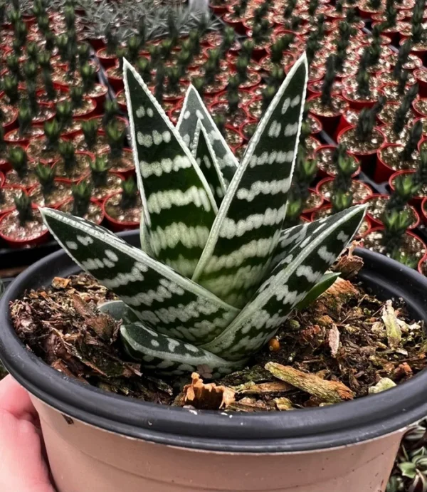 Tiger Aloe Plant - Aloe Variegata Rare Succulent - 4'' Pot - Striped Green
