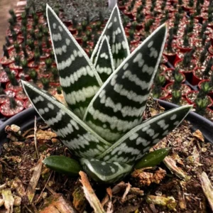 Tiger Aloe Plant - Aloe Variegata Rare Succulent - 4'' Pot - Striped Green