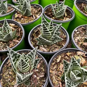 Tiger Aloe Plant - Aloe Variegata Rare Succulent - 4'' Pot - Striped Green