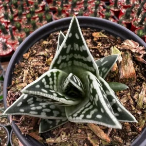 Tiger Aloe Plant - Aloe Variegata Rare Succulent - 4'' Pot - Striped Green