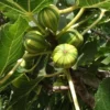 Tiger Fig Tree - Panache Fruit Plant - 2 Feet Tall - 6 Inch Pot