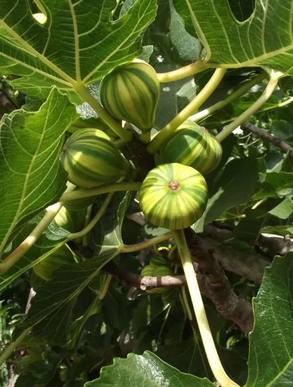 Tiger Fig Tree - Panache Fruit Plant - 2 Feet Tall - 6 Inch Pot