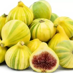 Tiger Fig Tree - Panache Fruit Plant - 2 Feet Tall - 6 Inch Pot