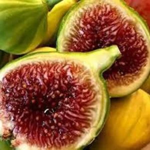Tiger Fig Tree - Panache Fruit Plant - 2 Feet Tall - 6 Inch Pot