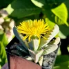 Tiger Jaw Plant Faucaria Tigrina Rare Succulent - 2 Inch Pot