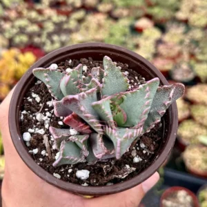 Tiger Jaw Plant Faucaria Tigrina Rare Succulent - 2 Inch Pot