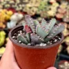 Tiger Jaw Plant Faucaria Tigrina Rare Succulent - 2 Inch Pot
