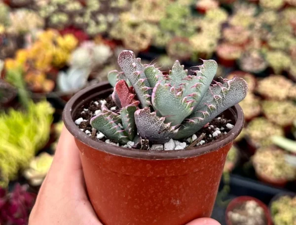 Tiger Jaw Plant Faucaria Tigrina Rare Succulent - 2 Inch Pot