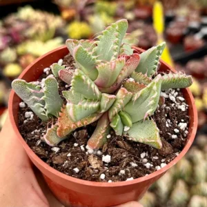 Tiger Jaw Plant Faucaria Tigrina Rare Succulent - 2 Inch Pot