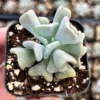 Topsy Turvy Echeveria Succulent Plant - Live Small Plant in 2'' Pot