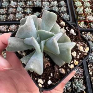 Topsy Turvy Echeveria Succulent Plant - Live Small Plant in 2'' Pot