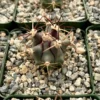 Townsend Barrel Cactus - Rare Cactus Plant - 4in Pot - Unique Desert Plant