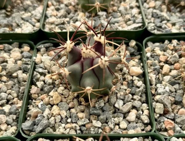 Townsend Barrel Cactus - Rare Cactus Plant - 4in Pot - Unique Desert Plant