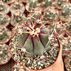 Townsend Barrel Cactus - Rare Cactus Plant - 4in Pot - Unique Desert Plant