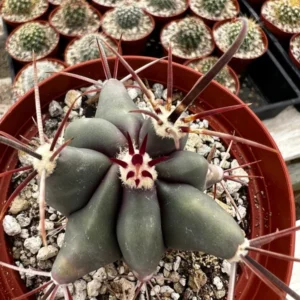 Townsend Barrel Cactus - Rare Cactus Plant - 4in Pot - Unique Desert Plant