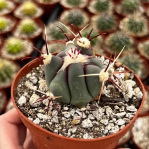 Townsend Barrel Cactus - Rare Cactus Plant - 4in Pot - Unique Desert Plant