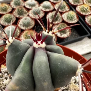 Townsend Barrel Cactus - Rare Cactus Plant - 4in Pot - Unique Desert Plant