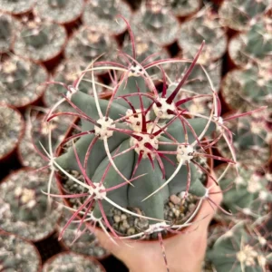 Townsend Barrel Cactus - Rare Cactus Plant - 4in Pot - Unique Desert Plant