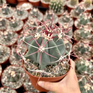Townsend Barrel Cactus - Rare Cactus Plant - 4in Pot - Unique Desert Plant