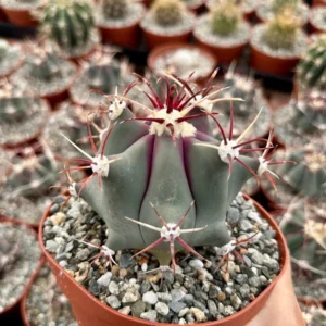 Townsend Barrel Cactus - Rare Cactus Plant - 4in Pot - Unique Desert Plant