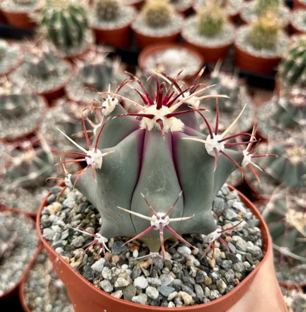 Townsend Barrel Cactus - Rare Cactus Plant - 4in Pot - Unique Desert Plant
