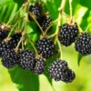 Triple Crown Blackberry Plants - Set of 5 - Easy to Grow