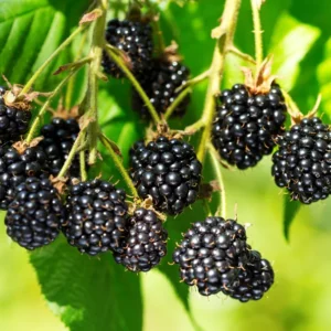 Triple Crown Blackberry Plants - Set of 5 - Easy to Grow