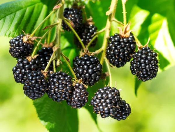 Triple Crown Blackberry Plants - Set of 5 - Easy to Grow