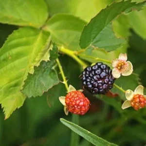 Triple Crown Blackberry Plants - Set of 5 - Easy to Grow